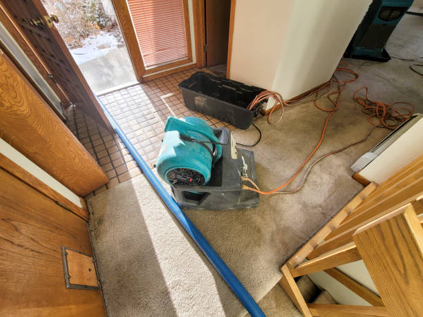 Best Mold removal after water damage  in Longmont, CO
